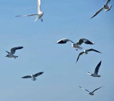 Прикрепленное изображение: LCIMGP5622b.jpg